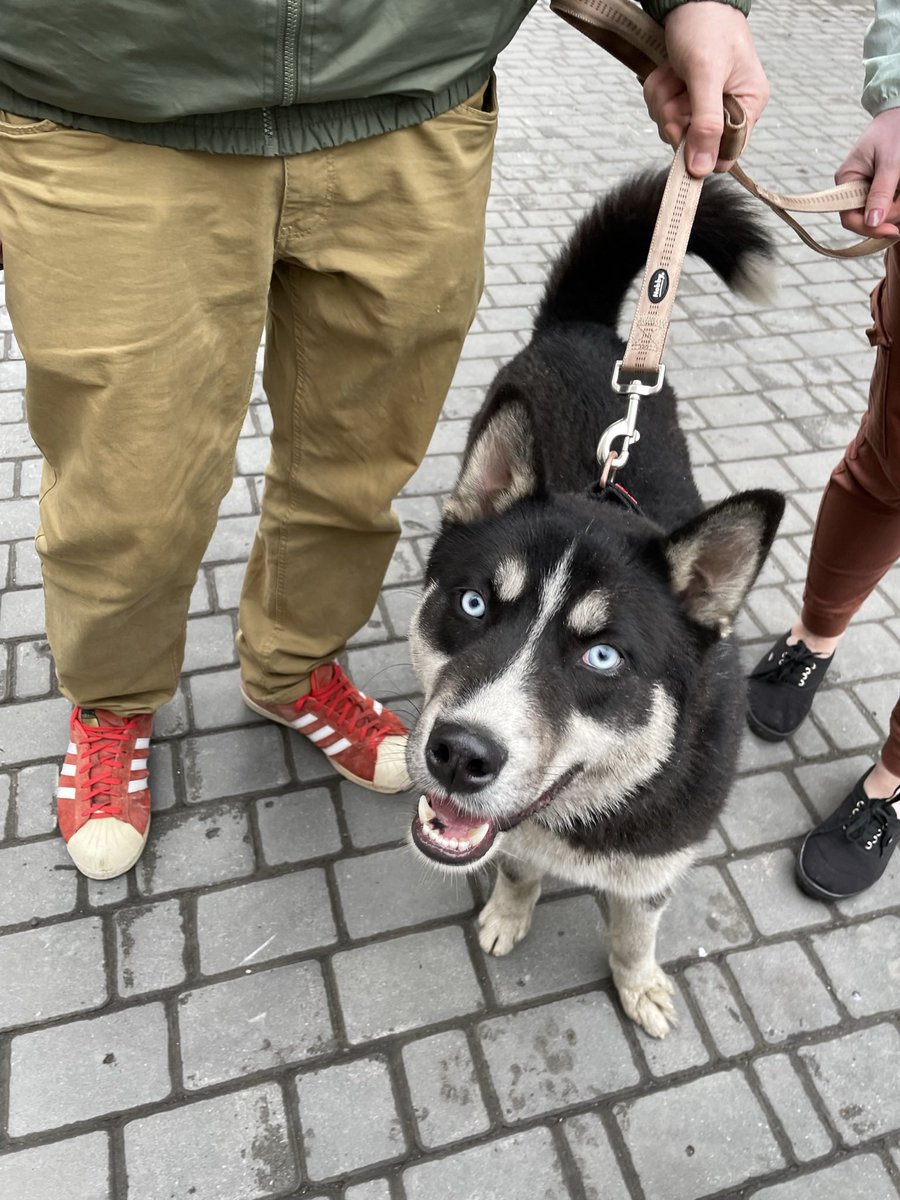 eugenehmg's tweet photo. Saved Patrick and Blur destroyed building from Irpin.  Both already found their home.  Both are really beautiful.  In the middle of hell #Ukraine #petsofwar #irpin #cat #dog #savedanimals #support https://t.co/X03TSJjc4n