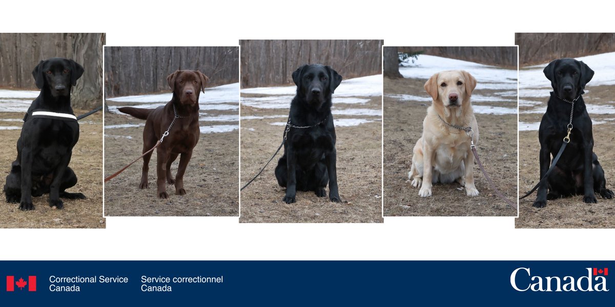 CSC_SCC_en's tweet photo. Welcome to our #DetectorDog grads who joined #TeamCSC this spring — 🐶 K9Lucky, K9Drake, K9Norton, K9Serene &amp; K9Ben! https://t.co/HDj0s2rgGp