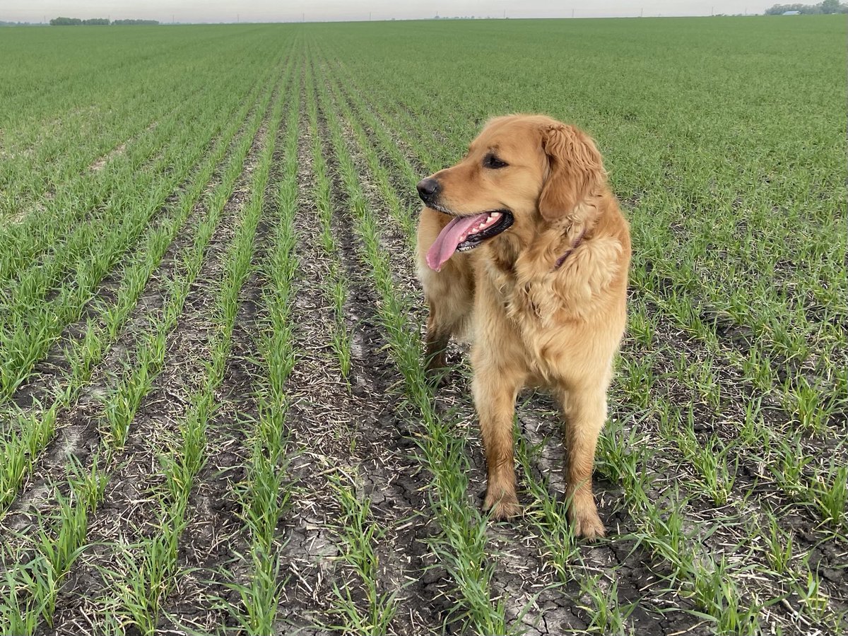 agassizmur1's tweet photo. My crop-checking assistant is sure liking the rapid development of our June planted wheat. Our #seederforce equipped JD1895 airdrill seemed to help with challenging ground conditions. Long days + warm weather = growing fast! #plant22 @NValleyP2 @PrecisionPlant https://t.co/CBXCqAtXxV