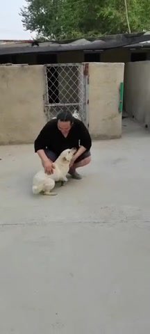 notodogmeat's tweet photo. #MondayMotivation This little girl was rescued at Yulin 2021. She still trusts us ! We have to #EndYulinForever https://t.co/0c0d1WkGPM