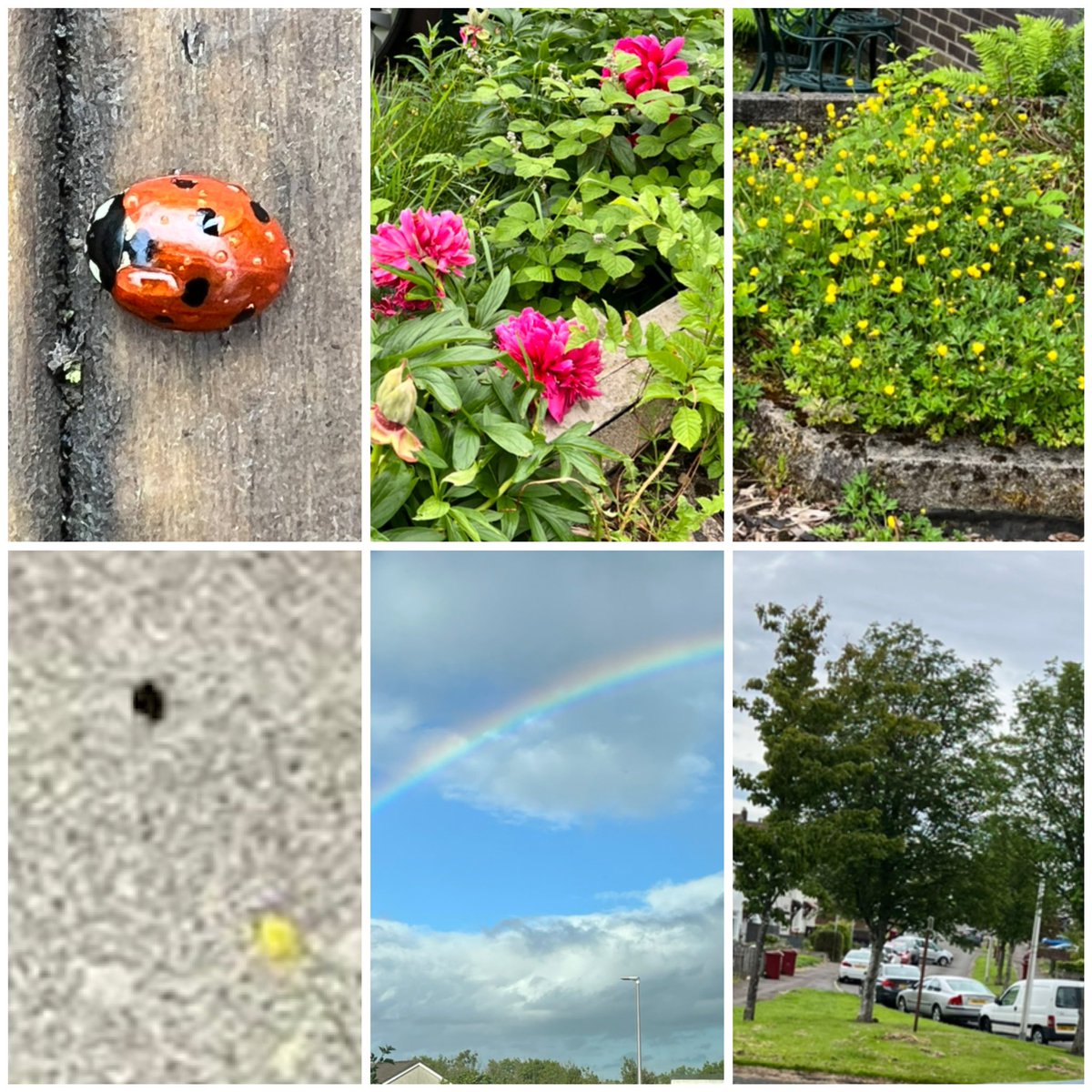 NHarding89's tweet photo. Mummy forgot to share J’s homework last week 🙊 he went on a hunt to find summer things and took pictures of flowers, trees, a rainbow, a ladybird and a bee 🐝 🐞 He also wanted to share some pictures of himself enjoying nice sunny days 🤩 @MissRCallaghan https://t.co/OUidVL7o4K
