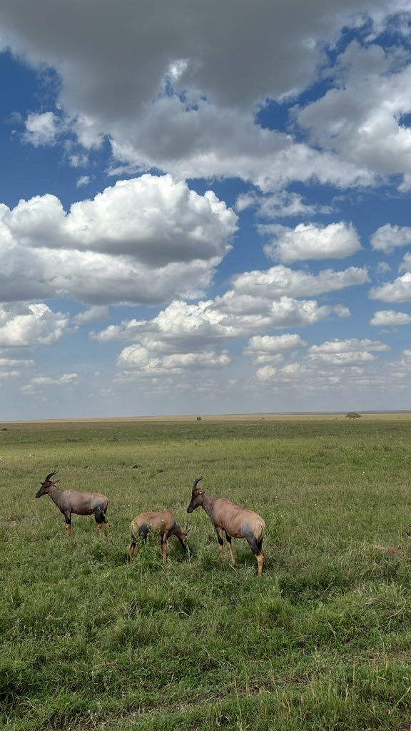 bottlemania's tweet photo. Thompson’s gazelles, waterbuck, 
Klip springer, female cheetahs with 3 babies, languid leopard on the tree, elephants pooping, 4 one year old baby elephants, vultures, herons, giraffe, hartebeest,antelope,common eland 🇹🇿 https://t.co/HrPjnPZqsI