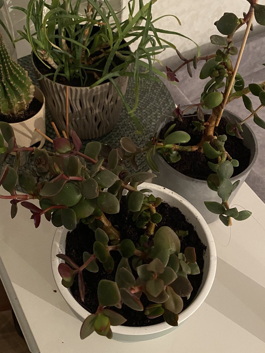 Anasoop's tweet image. Не смогла поехать в Африку, сделала Африку на своём столе