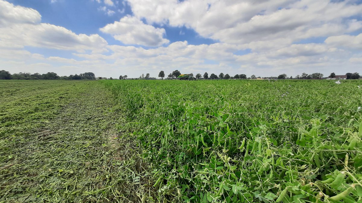 Vrijdag op zaterdag nacht zijn onze eerste doperwten voor @greenyard geoogst en vandaag het 2e perceel. Eind van de week het 3e. Opbrengsten zijn goed. #oogst22 is een feit