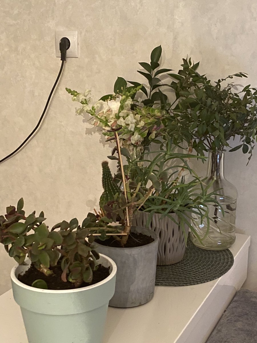 Anasoop's tweet image. Болезнь активирована
На этой неделе забираю фикус 
А ещё хочу папоротник 
Если эти двоя денежных не сдохнут, можно считать меня садовницей 1 уровня