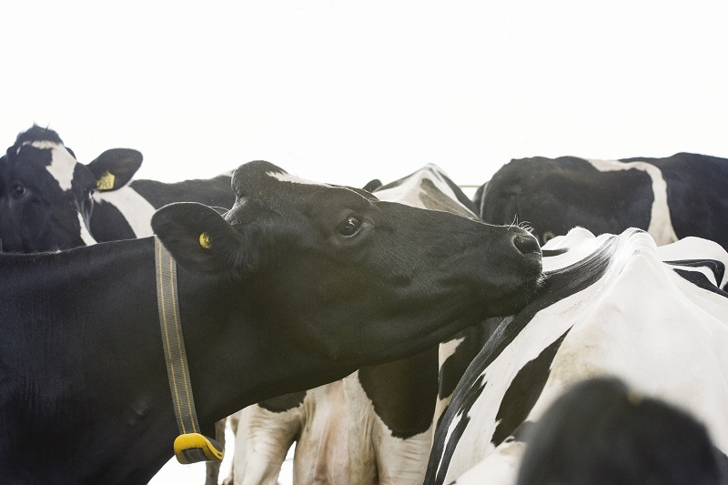 NedapLivestock's tweet photo. With a different approach to fertility management, the Philippen family from Heinsberg, Germany, has increased the heat detection rate from 56% to 71%. Here's how they did it: https://t.co/lCCsGwsnqM
#ROI #betterresults #CowControl #heatdetection #technologyforlife https://t.co/oqYHl7O96K