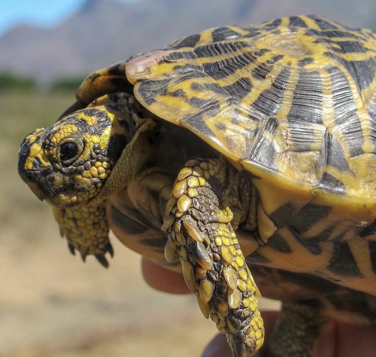 Turtle Conservancy on Twitter: Turtle Conservancy on Twitter: