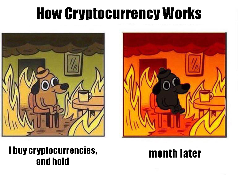 Luscus Cat tweet media