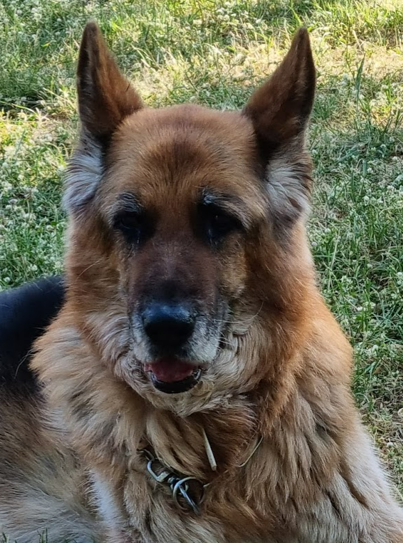dogprideday's tweet photo. Ciao, Nick... https://t.co/djM62mdK6i