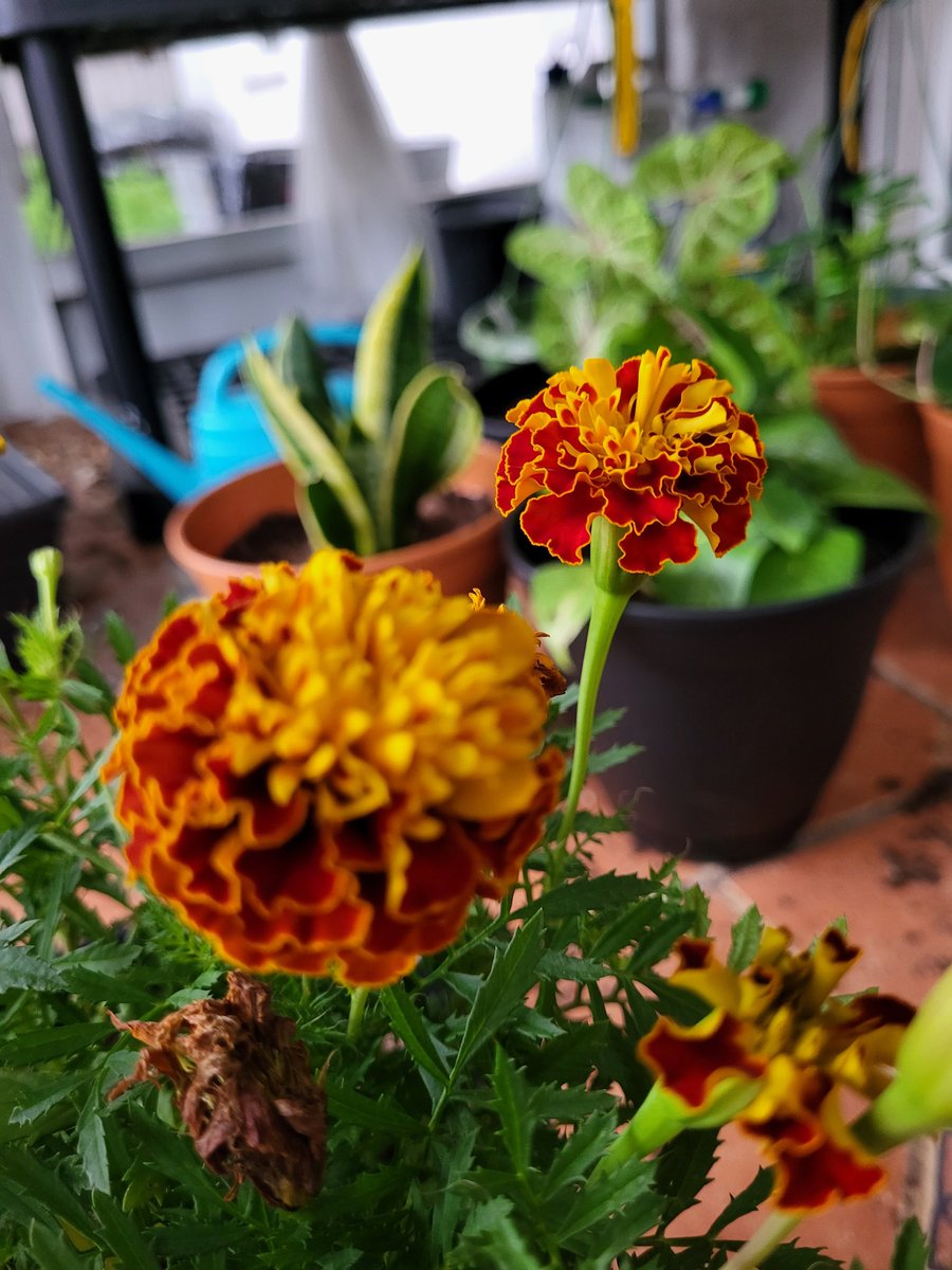 url0calbabe's tweet photo. I fucking love #marigolds π
#planttwitter #planthoe #flowers https://t.co/H5FVaw1QTt