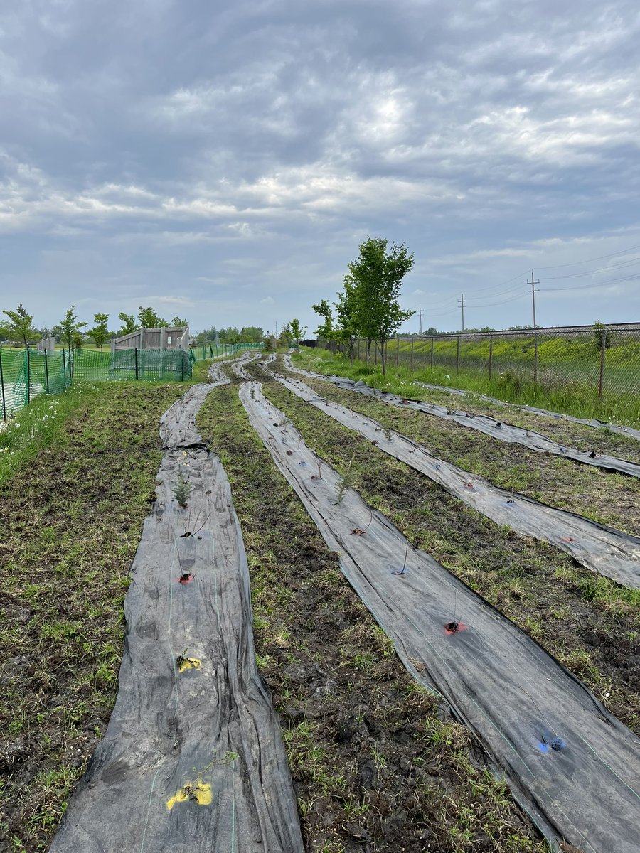 JoshLuna04's tweet photo. 1000 trees! 🌲 🌲🌳🌳🌿🌿 #7oaks @WestStPaulScho1 https://t.co/Nsjq7OPFHJ