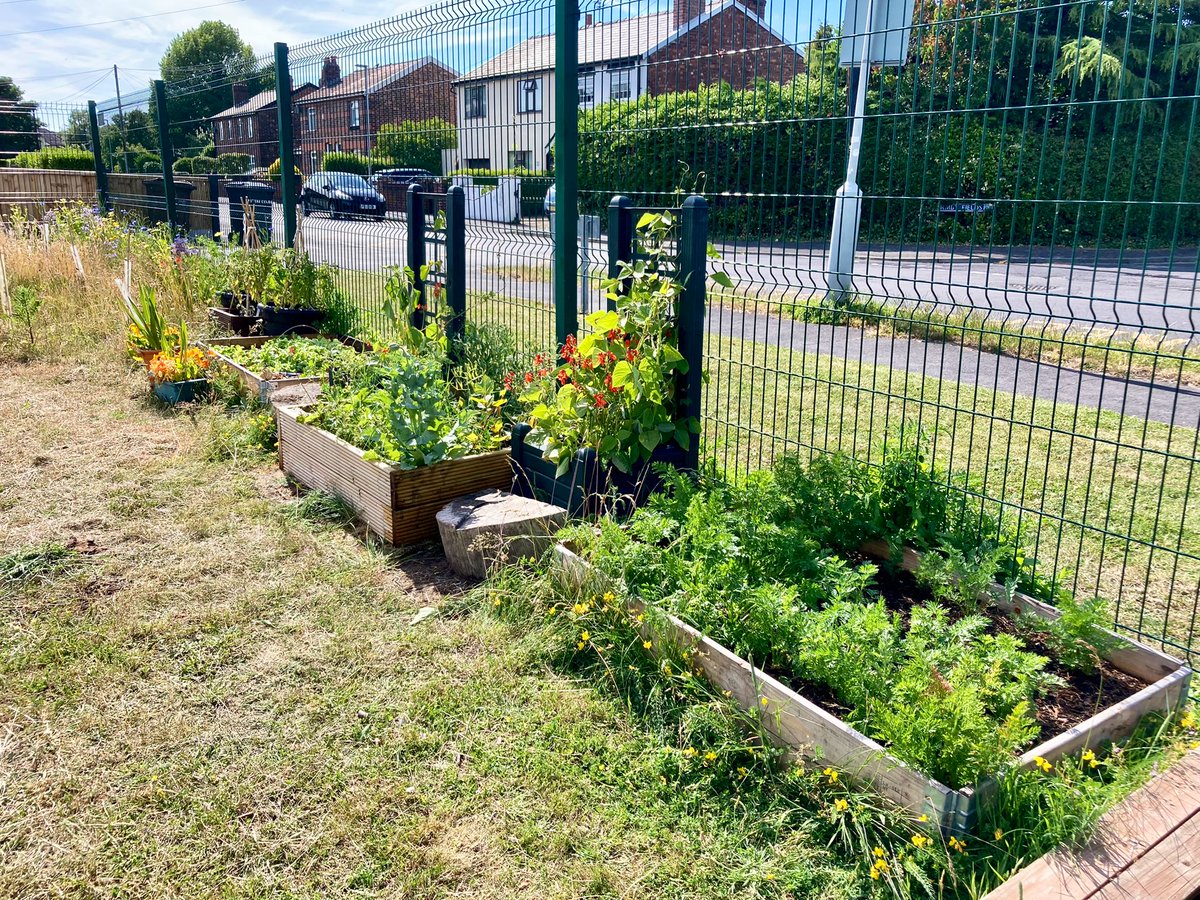 RedgateGardens1's tweet photo. 💛🌸🥬With the start of #summer tomorrow, it is lovely to see our #RedgateCommunityAllotment positively blooming!🌻A HUGE thank you to our @Redgate_Primary families who have kept it all watered over the last few weeks 💦🌞😍 @GardensHour #gardenshour #teamRedgate #school #garden https://t.co/3lCaibcKiH