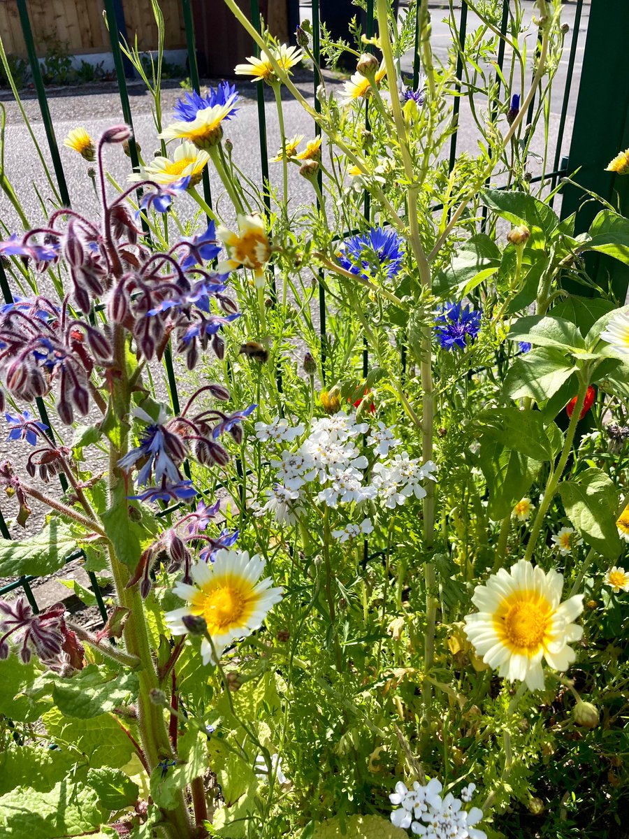 RedgateGardens1's tweet photo. 💛🌸🥬With the start of #summer tomorrow, it is lovely to see our #RedgateCommunityAllotment positively blooming!🌻A HUGE thank you to our @Redgate_Primary families who have kept it all watered over the last few weeks 💦🌞😍 @GardensHour #gardenshour #teamRedgate #school #garden https://t.co/3lCaibcKiH