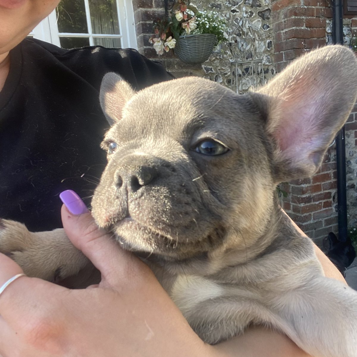 Meet the new man in my life. My little hound dog - Elvis 🐶#frenchbulldog #frenchbulldogpuppy