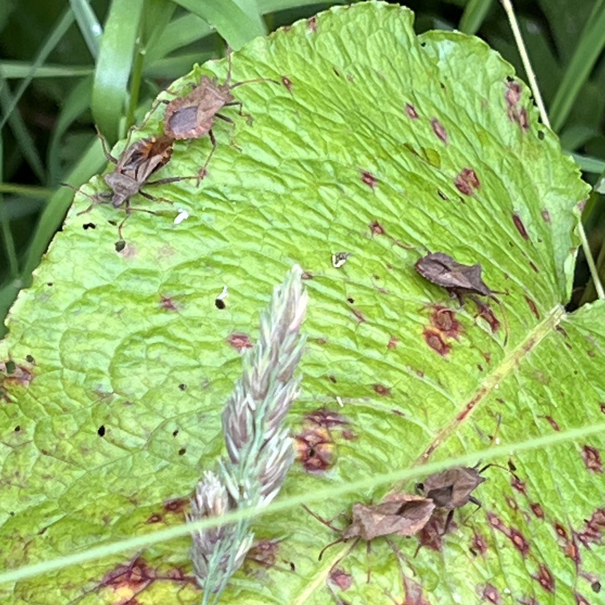 MrsRAllen's tweet photo. Day 20 of #30dayswild #30diwrnodgwyllt is also the start of National Insect Week!
So far we’ve found a #sevenspotladybird, a #redantsnest, some #dockbugs doing what dock bugs do and a #dancefly
🐞 🐜 🪲🪰 #NationalInsectWeek https://t.co/DFzPrEkDsk