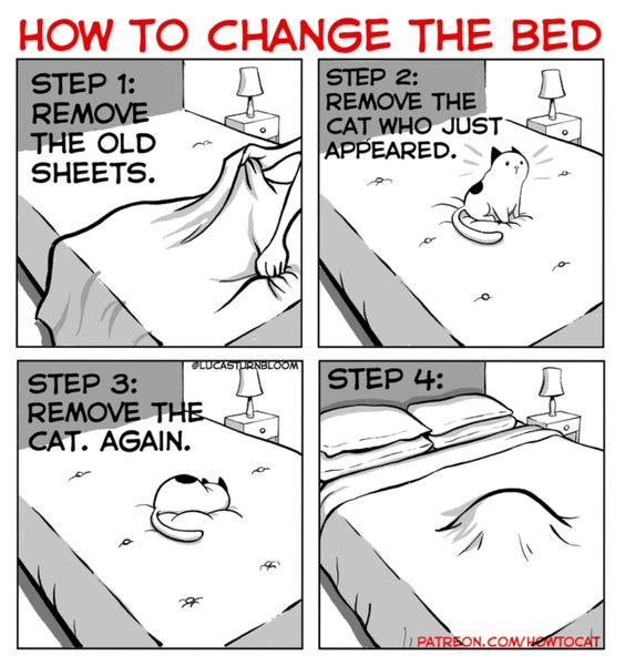 CatFoodBreath's tweet photo. I'm helping Thing One change the bed, only we add a few more steps! https://t.co/gf0C4DNhNm