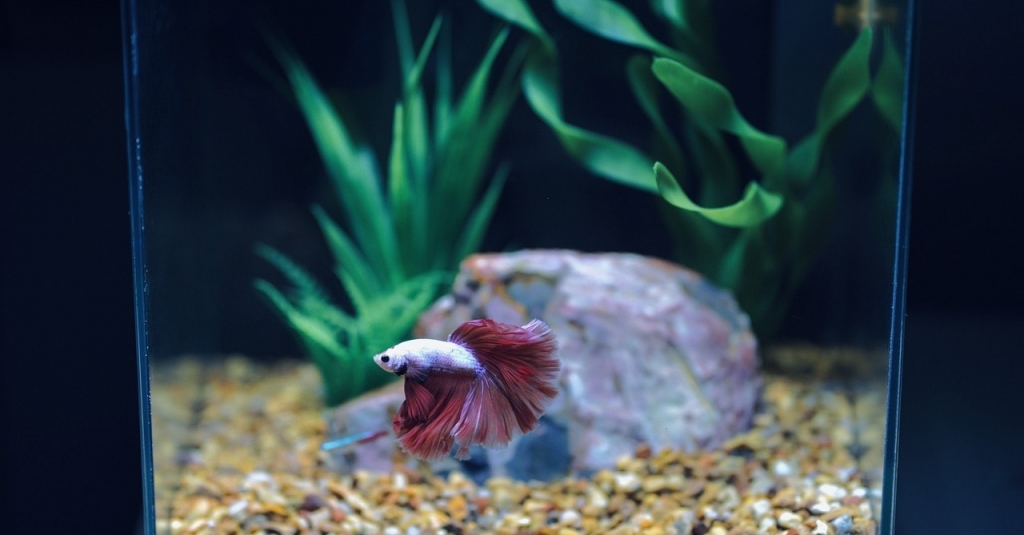 jazzycatfelines's tweet photo. Are Small Fish Tanks Cruel? Fact vs Fiction &amp; What You Need To Know! | Pet Keen https://t.co/ww61qG2yZv https://t.co/xNH9Od17EI