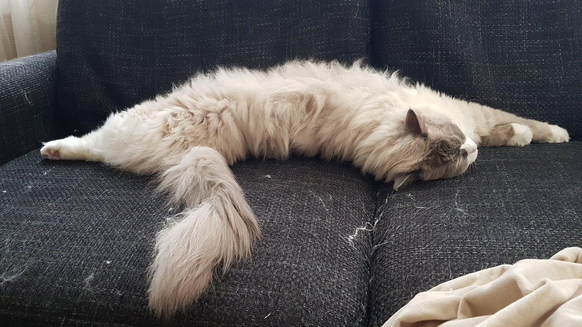 LizzySemmy's tweet photo. My sleeping style!!! Purrfect!! 💗💗💗🐈
#sleepinstyle #sleepingcat #catlovers #meow #CatsOfTwitter #ragdollcat #fluffycat #purrfect https://t.co/mRRRLINBGV