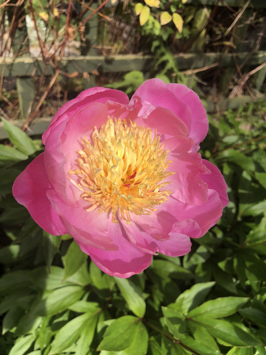 Hello <a href="/GardensHour/">GardensHour</a> enjoying the first peonies