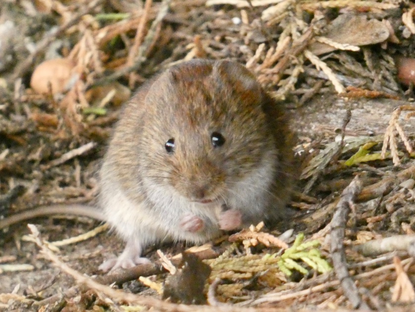 victorthevole's tweet photo. Well, it’s taken him a year, but Victor has finally rocked up in the garden #victorisback  Happy day.  Julie 
#wildlifephotography #Wildlifefrommywindow #WildlifeConservation https://t.co/LWdKD43Hup
