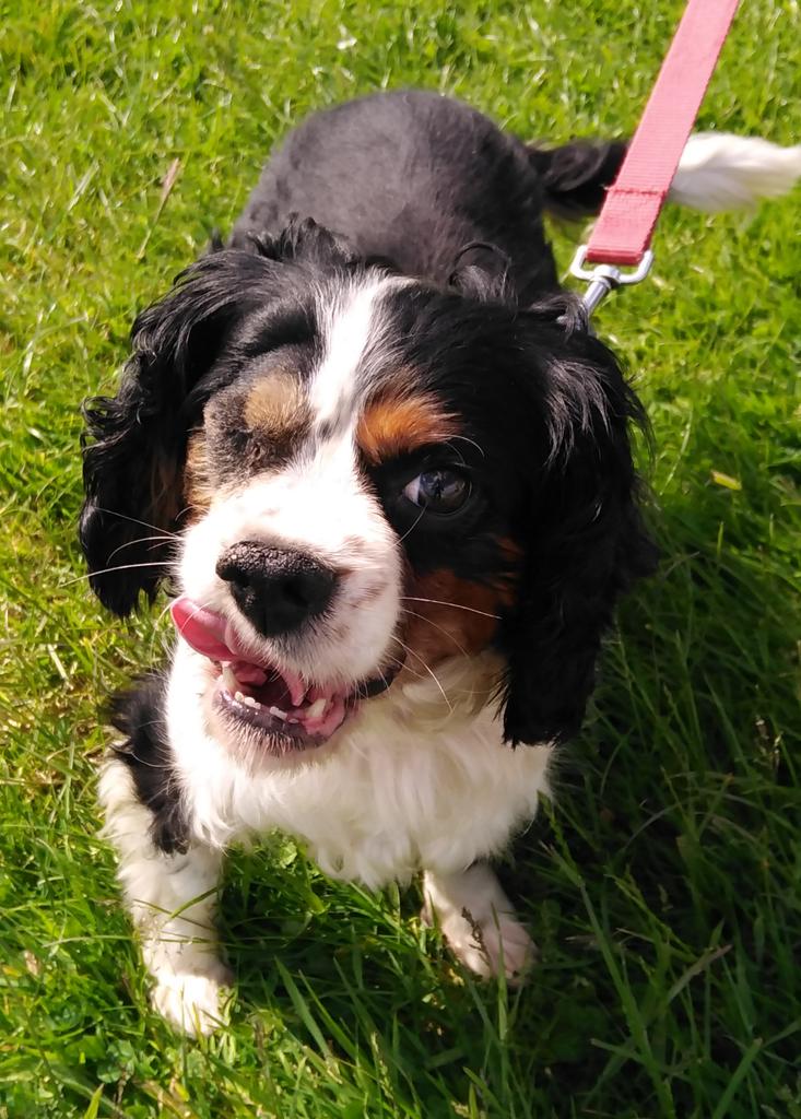 SPECIAL APPEAL please retweet to help Max find a home #SWANSEA #WALES 

Cavalier King Charles Spaniel aged 6, shy, he's looking for a quiet home with any children aged 12+. 
He could live with another friendly dog or cat. 
Please read FULL DETAILS
👇
rspca-llysnini.org.uk/dogs/max/
#dogs