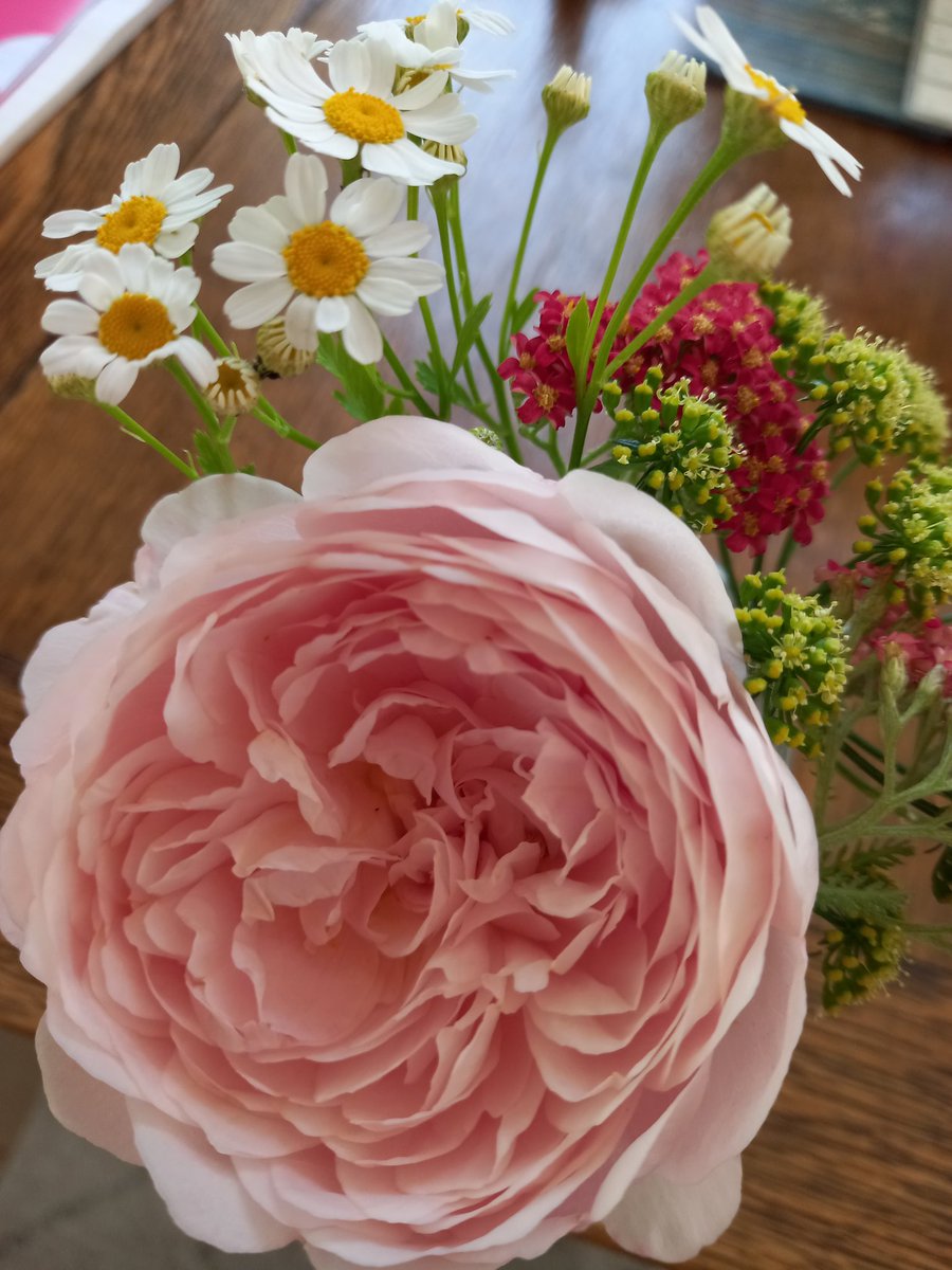 RobinsRoses's tweet photo. Rosa 'Qween of Sweden' - my favourite rose🥰.

#gardening #roses #薔薇 #ガーデニング https://t.co/ynDxd2ncIM