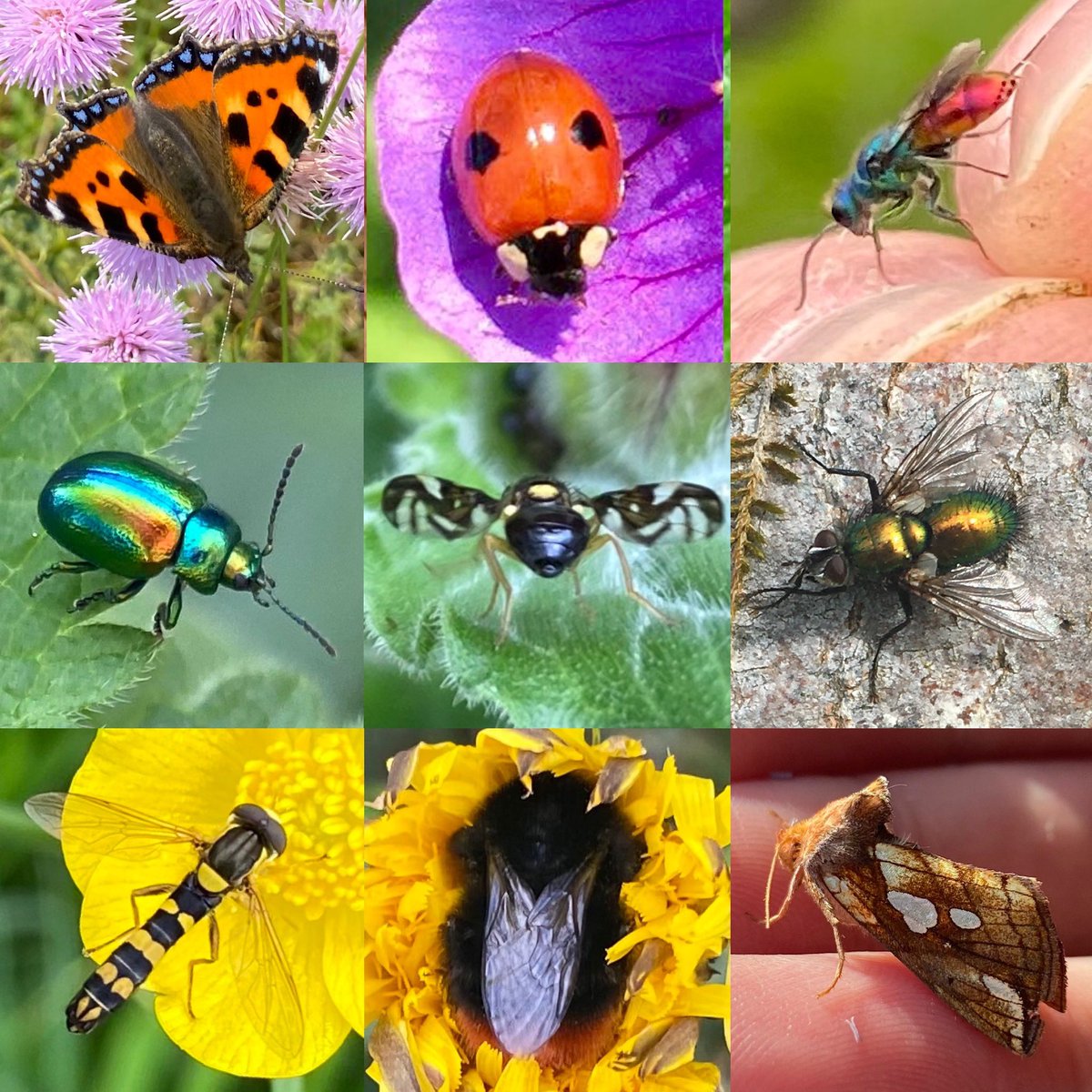 Hurrah! It’s ##insectweek 2022 (20th-26th June)! Over the next few days we’ll be sharing some of the amazing species of insects that call Yorkhill their home💚 #Glasgow #UrbanBiodiversity
🐝🐞🪰🦋🪲🪳🦗🦟🐛 
#LittleThingsThatRunTheWorld #WhatIsYourFavouriteInsect