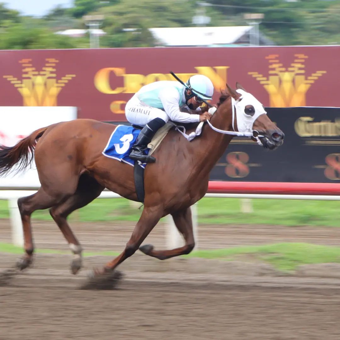 "Sol Bella" gana el hándicap "Día del Padre" en la 4ta carrera del pasado sábado. Sol Bella es una hija de Smart DNA en Bella Vecina por Forever and Ever, propiedad del <a href="/VictorHung8/">Stud. Kung Hey (Panama)</a> criada en el Haras Cerro Punta, entrenada por Florencio Cuello y la monta de Jilber S Chamafi.