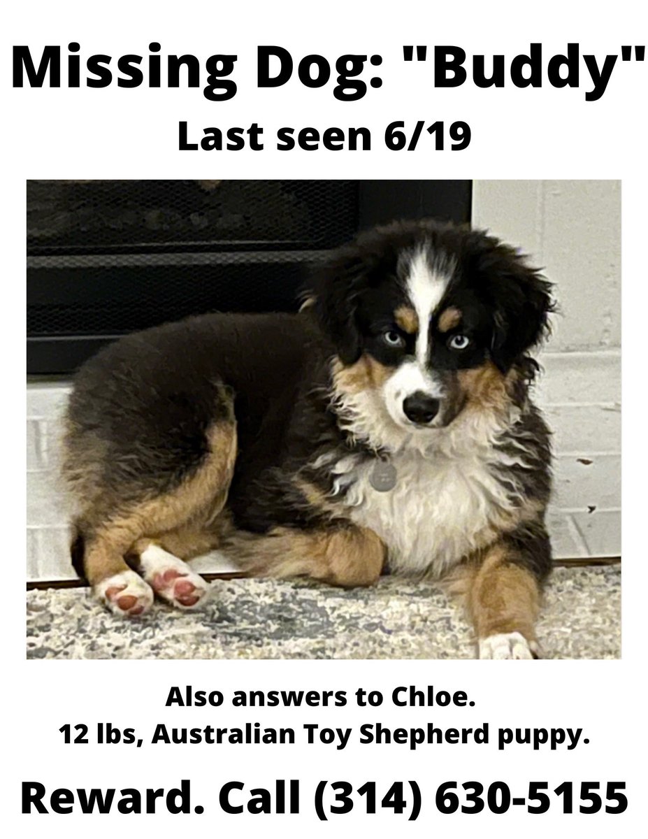 My boys’ puppy is missing in #stl. Likely in Maplewood or Dogtown. Please help us get her home and DM me if you can drive &amp; search tonight. ♥️