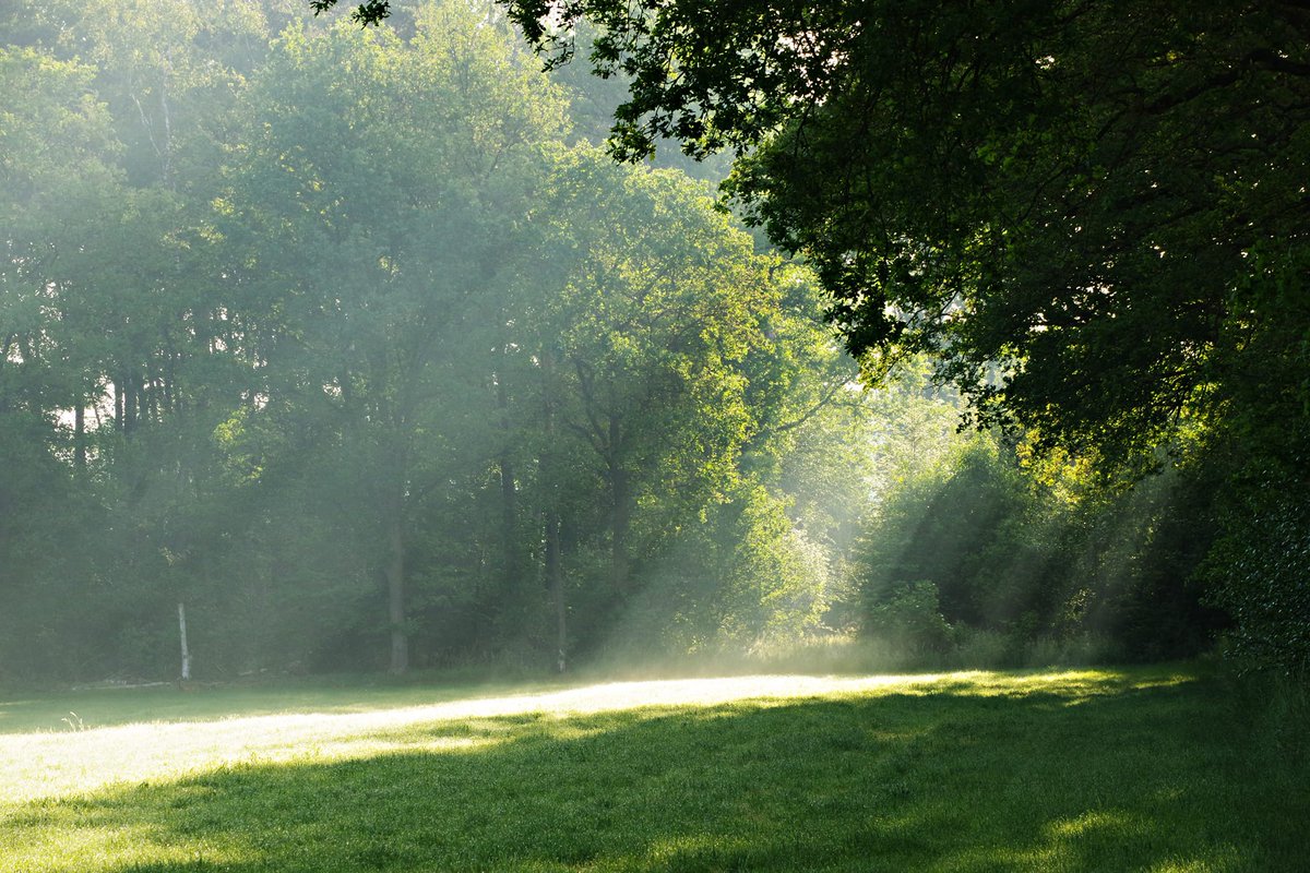 inde8erhoek's tweet photo. Zonnestralen in Kotten.

#achterhoek #gelderland  #jedoethetindeachterhoek #jedoethetinde8erhoek #Zonnestralen #Kotten  
Foto's Willie de Vries https://t.co/RG5nV3mTDE