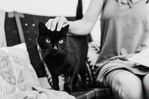 petsathouse7's tweet photo. #catscatscats
#catslove 
#catslover 
#catskeeper 
#catsworld 
#catsdailylife 
#petcats https://t.co/zC3vnR8XYG