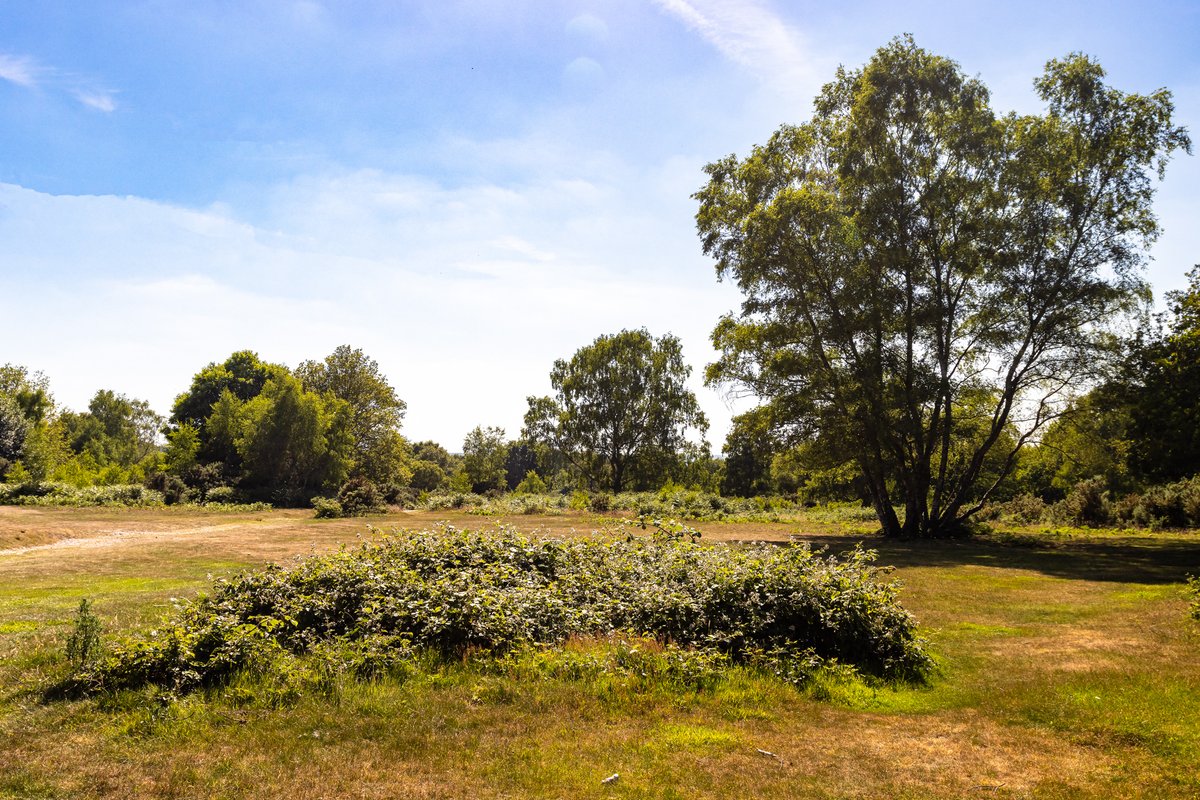 1Candy1Man's tweet photo. This afternoon on Headley Heath 20 06 2022, no people, lots of bunnies, birds were hiding, and the pond was dry. #headelyheath #headly #surrey #surreyhills https://t.co/kol59iI4Qr