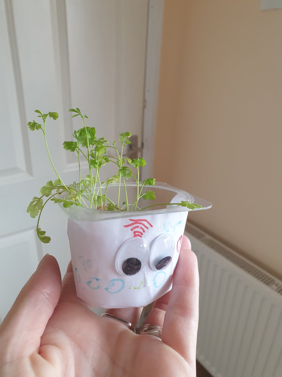 gembo236's tweet photo. HW's cress likes it on our kitchen windowsill, its grown really well since coming home with us. @IntakeSchool #Y2T ๐ฑ๐ https://t.co/Utk2F1TDsK
