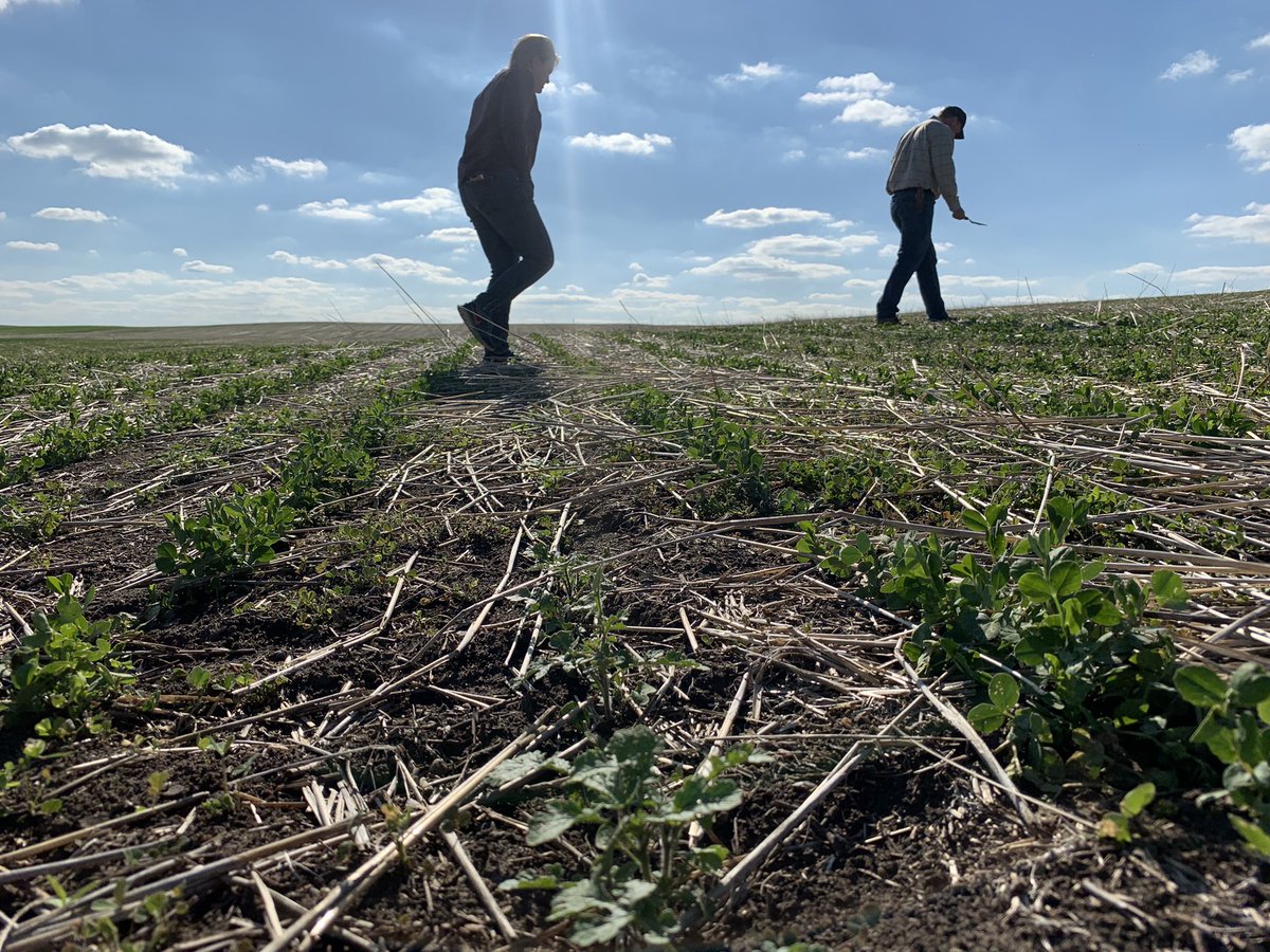 agronomistruth's tweet photo. Iโm woefully behind on #Nuffield travel tweets! Letโs seeโฆafter #Delmarva welcomed me so warmly, I headed to the #prairieprovinces of Canada! Cheers to @SE_ResearchFarm, @IHARF_SK, @eedowling, @info_at_CLC, @AxtenFarmsLtd, @SheldonDowling and many others for hosting me so far! https://t.co/J9GkC7QvRY