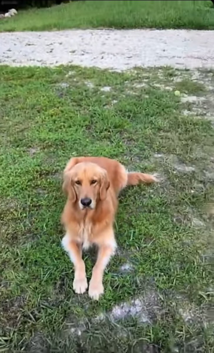 Guac With Two Legs tweet media