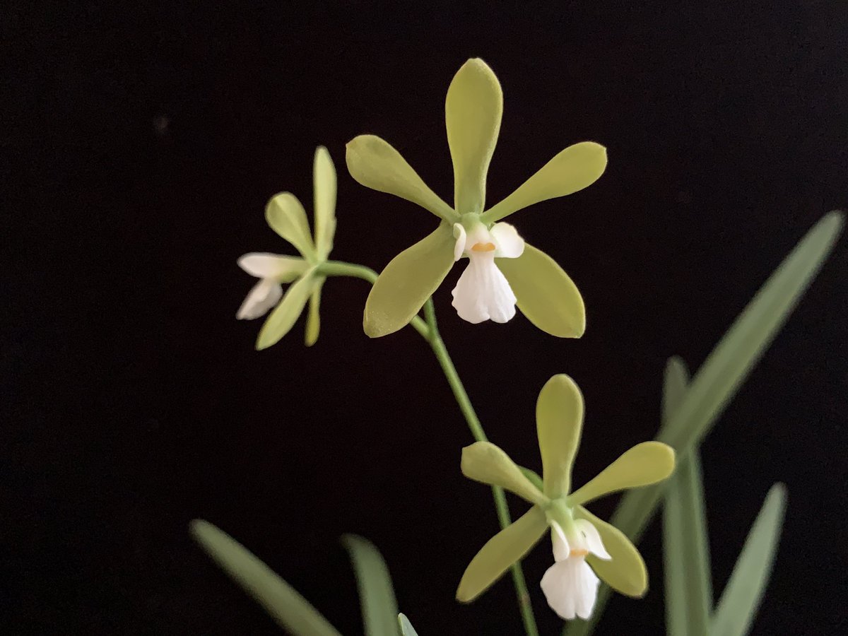 BrowNatOrchids's tweet image. Glam shot of Encyclia tampensis alba