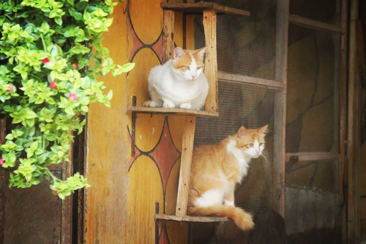 Pictures of our cats today from our shelter
Please donate for the month of June we still need you to raise the costs of food medicine and other utilities
Paypal Donation ❤🐈🙏
paypal.com/cgi-bin/webscr…
Or a donation link gofundme❤🙏🐈
gofund.me/148f3ddc
Any donation helps