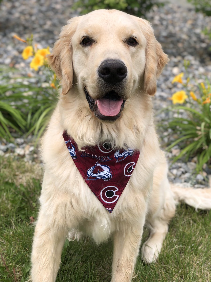 EricaLiz26's tweet photo. Let’s go @Avalanche! Norman is all ready for Game 3! #GoAvsGo https://t.co/Z0IxGYGyLE