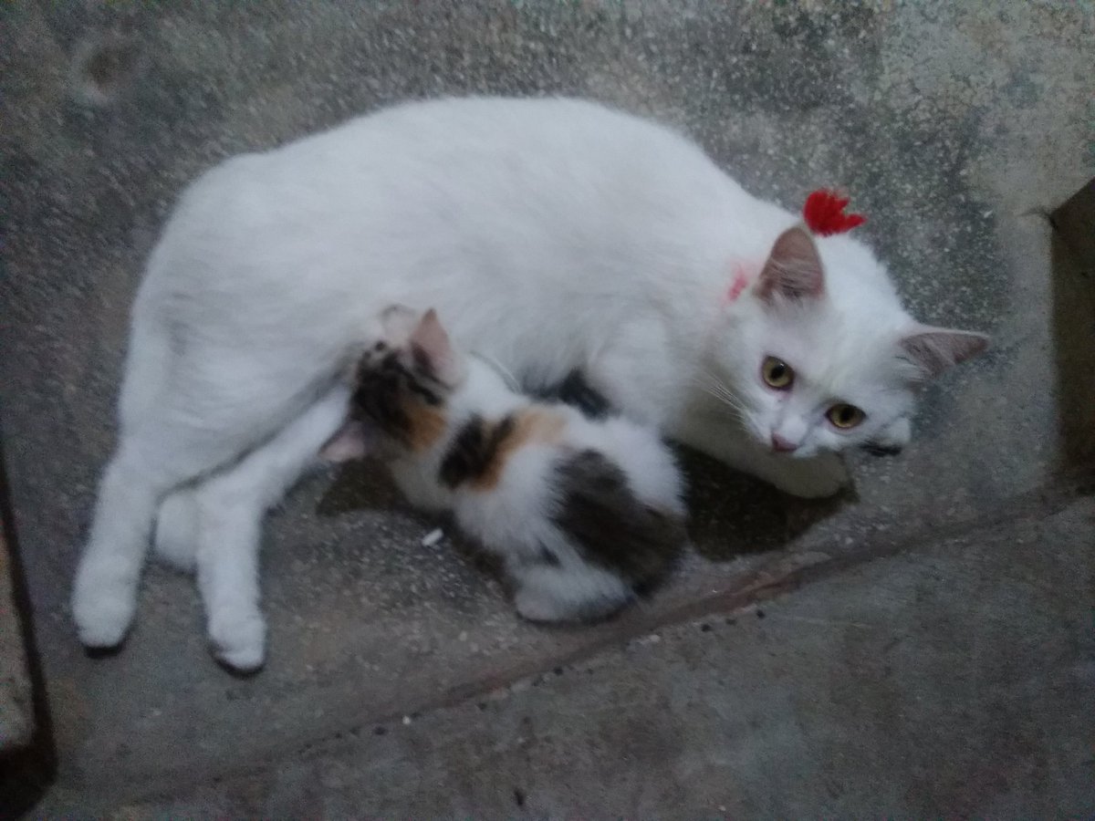 AMBeautifulNat1's tweet image. Beautiful Nature.