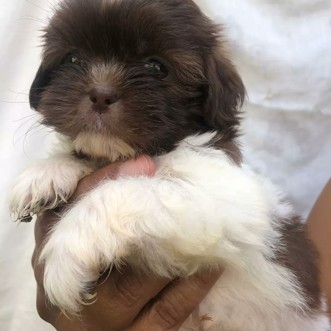 Ya saben cahorrita hermosa shih tzu en venta 500 negociable cuenta con sus dos vacunas y desparacitada 100%pura