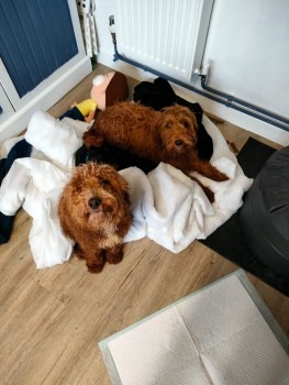 Please retweet to HELP FIND THE OWNERS OF THIS PAIR OF COCKERPOOS #ESSEX #UK 

FOUND 5 JUNE , #Mistley, adult females, not chipped, could be missing from anywhere in the UK . 
FOUND TIED TO A BENCH!! 
Share, they may have been stolen and dumped.
INFO 👇
doglost.co.uk/dog-blog.php?d……