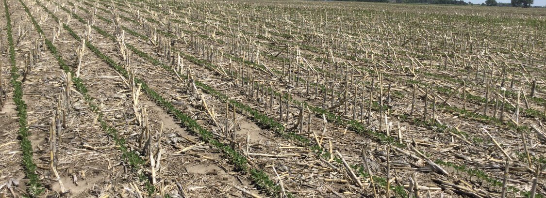 Another couple of nice looking Pioneer #ASeries Enlist soybean fields near Alpena, SD. Great weed control on both. #FollowTheseFields #FreedomToSpray @pioneerseeds @cortevaus