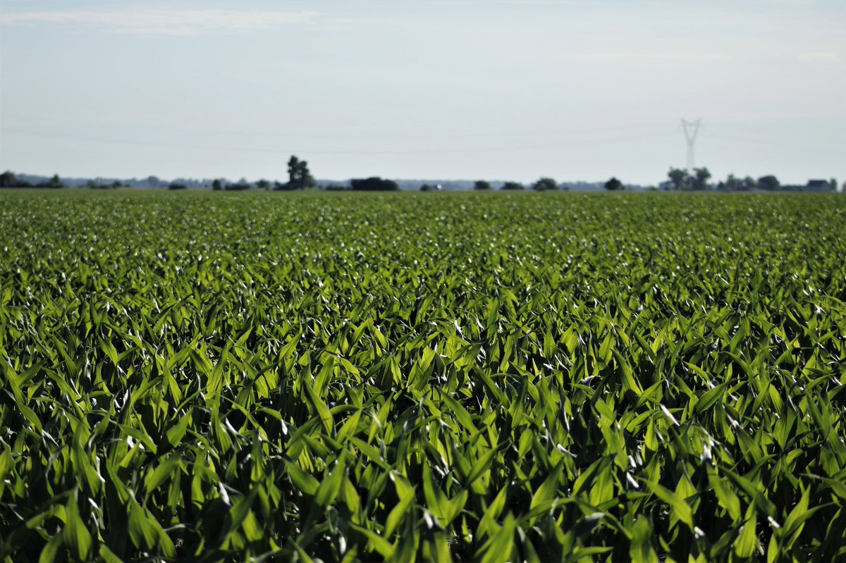 Our FS InVISION production fields are handling these current hot temperatures like a champ 😎🌽<a href="/ericwestfs/">Eric West</a> <a href="/InVISION_HiSOY/">FSInVISION_FSHiSOY</a>