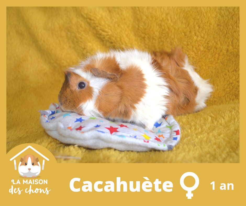 MaisonDesChons's tweet photo. Cacahuète, Nala et leurs bébés (plus si bébés que ça...) Sont désormais disponibles à l'adoption et cherchent leur famille pour la vie ! Qui craquera sur l'une des petites boules de poils ? 🥰 #AdoptDontShop #refuge #rescue #cochondinde #chons https://t.co/VtXvCxnj8J