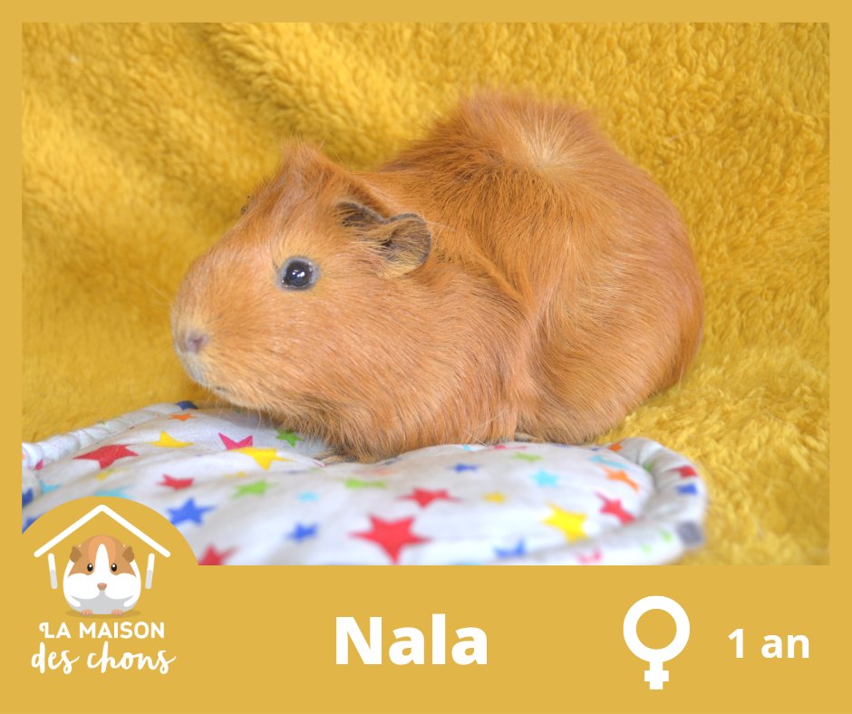 MaisonDesChons's tweet photo. Cacahuète, Nala et leurs bébés (plus si bébés que ça...) Sont désormais disponibles à l'adoption et cherchent leur famille pour la vie ! Qui craquera sur l'une des petites boules de poils ? 🥰 #AdoptDontShop #refuge #rescue #cochondinde #chons https://t.co/VtXvCxnj8J