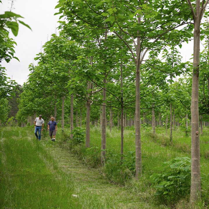 World Tree tweet media