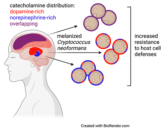 ACasadevall1's tweet photo. Nice to see our paper published earlier this year in @jbiolchem reporting that melanin synthesis in Cryptococcus neoformans incorporates multiple substrates featured in @MEDICINEINO 
https://t.co/lj5o04QtG7 https://t.co/2aNm1bQ0Nn