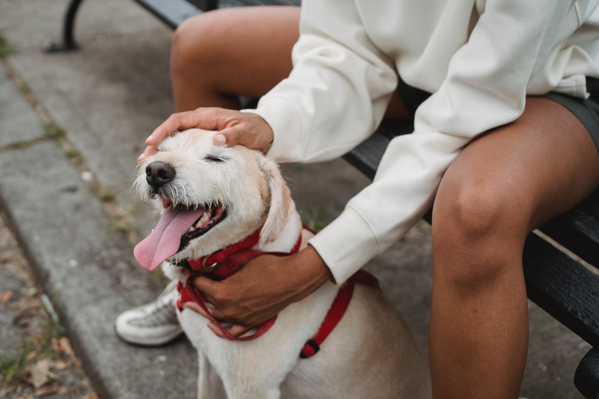 creativescienc4's tweet photo. Looks to be another hot week! Stay hydrated, seek shade, and protect yourself and your pet!

Pad-Tough protects your dog's paws from the elements with an easily used spray. Pavement gets hot during the summer, protect your dog's paws!

Read more: https://t.co/FENnOxWKvd https://t.co/xkivmSBvUp