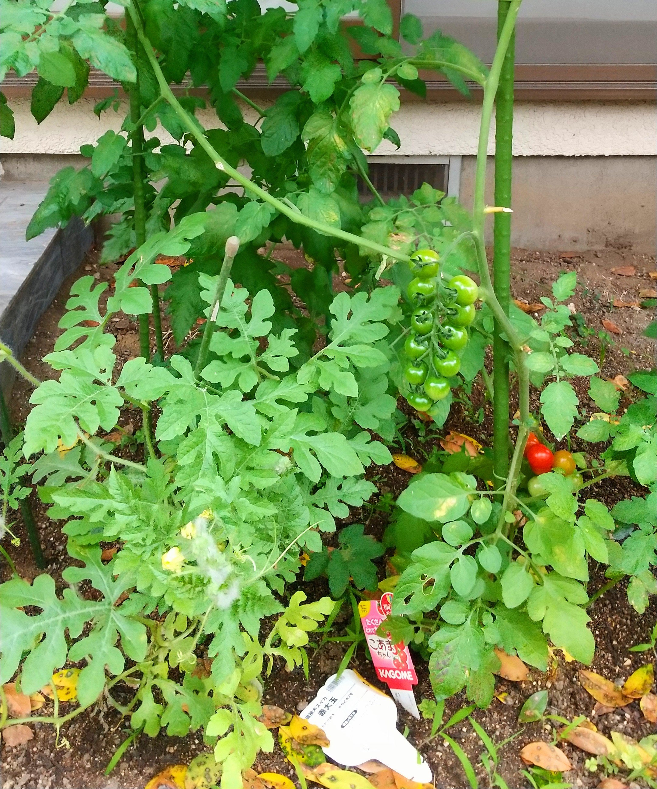 ともこ 148 毎年ささやかに家庭菜園をしてまして 今年は と初めてスイカも植えました 雄花と雌花を受粉 させるのですが 咲くのは雄花ばかり 受粉できずに枯れてしまう雄花が少し切ない 雌花 みんな待ってるよ T Co Iokmcttblg