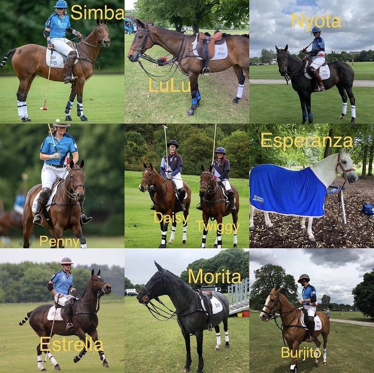 We would be nothing without our ponies. These beauties are owned by some of our players &amp; have won their <a href="/HQRAFSport/">RAFSport</a> colours many times over! They will be lining up against <a href="/BritishArmyPolo/">British Army Polo</a> on 3rd July <a href="/DruidsPolo/">Druids Lodge Polo</a> for the #SassoonCup. #PoloLife #MilitaryPolo 
<a href="/RAFCentralFund/">RAFCentralFund</a>